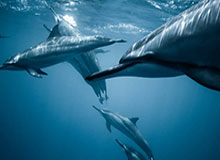 开云体育-德甲-阿德耶米破门雷吉亚尼建功 多特2-0奥格斯堡